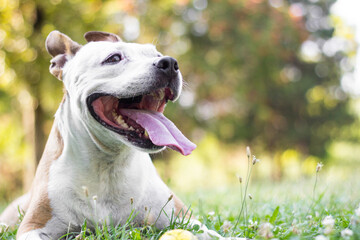 Portrait of cute terrier dog