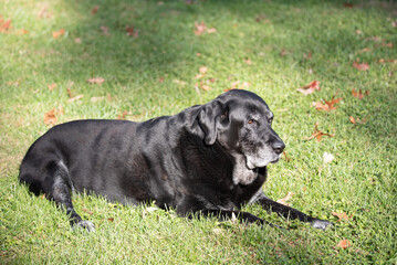 Old Black Labrador