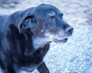 Old Black Labrador