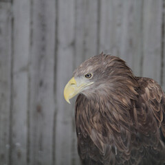 Obraz premium Sea eagle (H. Albicilla)