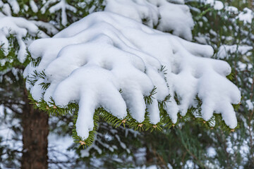 A tree branch covered with white snow during a snowfall in a winter city park