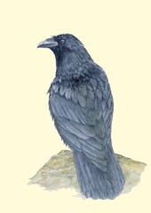 crow 