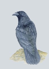 crow on a white background