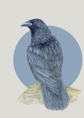 bird, crow, animal, dove, nature, feather, beak, wildlife, eye, gray, grey, wing, feathers, wings, wild, city, portrait, isolated, head, white, blue, one, birds, animals, peace