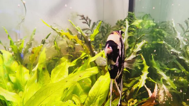 Underwater world in an aquarium with different species of fish among bright green algae, colorful stones, Beautiful amazing fish with large fins and shapes