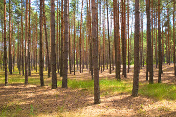 Pine forest on a summer sunny day