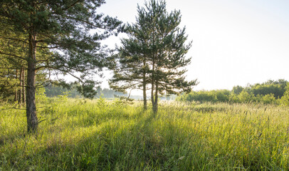 fresh green glade in forest in sunlight © Sergei