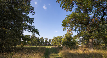 Autumn landscape beautiful colorful leaves on trees in an oak grove on a sunny day.