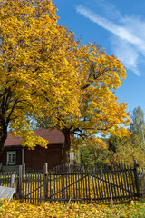 A large yellow tree near an old village house. Rural autumn landscape with an old maple tree. Bright yellow foliage on tree and ground. Sunny autumn day. Rural landscape with maples.