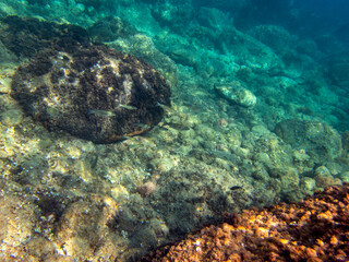 Fondale marino riviera dei ciclopi Acicastello 66