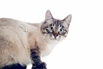 Thai purebred cat on a white background.