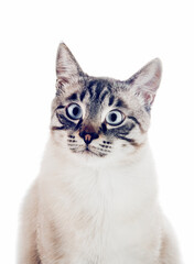 Thai purebred cat on a white background.