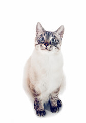 Thai purebred cat on a white background.