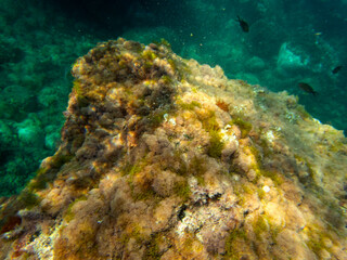 Fondale marino riviera dei ciclopi Acicastello 53
