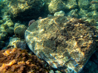 Fondale marino riviera dei ciclopi Acicastello 63