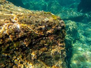 Fondale marino Riviera dei ciclopi Acicastello 64