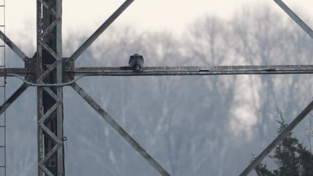 Solo avian species wild bird perched on manmade steel electrical distribution grid power lines with guano  coating and corroding infrastructure