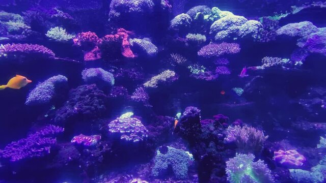 Underwater world in an aquarium with different species of fish among bright green algae, colorful stones, Beautiful amazing fish with large fins and shapes