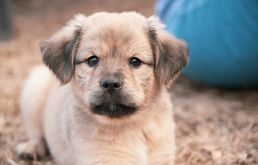 Puppies Playing and Nursing