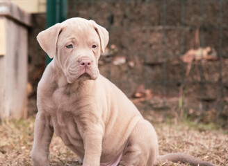 Puppies Playing and Nursing