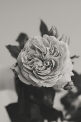 Flower Macro Photography. Sepia flower close-up. Abstract background closeup of the petals of rose. Flower background. Sepia tone.
