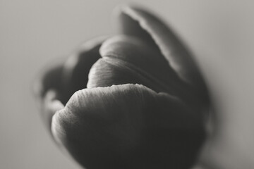 Flower Macro Photography. Sepia flower close-up. Abstract background closeup of the petals of tulip. Flower background. Sepia tone.