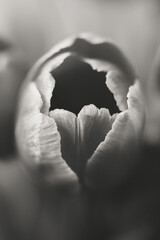 Flower Macro Photography. Sepia flower close-up. Abstract background closeup of the petals of tulip. Flower background. Sepia tone.