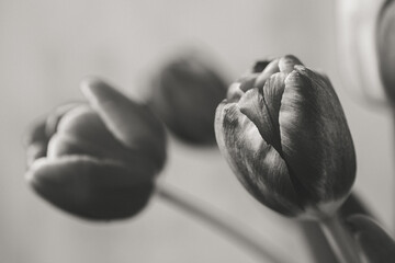 Flower Macro Photography. Sepia flower close-up. Abstract background closeup of the petals of tulip. Flower background. Sepia tone.