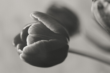 Flower Macro Photography. Sepia flower close-up. Abstract background closeup of the petals of tulip. Flower background. Sepia tone.