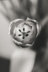 Flower Macro Photography. Sepia flower close-up. Abstract background closeup of the petals of tulip. Flower background. Sepia tone.