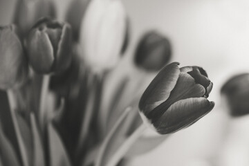 Flower Macro Photography. Sepia flower close-up. Abstract background closeup of the petals of tulip. Flower background. Sepia tone.