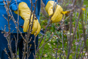 Pruning currant bushes in autumn. Garden work. The pruner in the hands of the gardener.