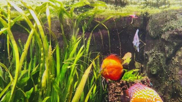 Underwater world in an aquarium with different species of fish among bright green algae, colorful stones, Beautiful amazing fish with large fins and shapes