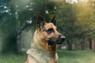 german shepherd dog