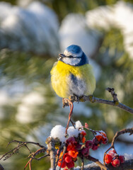 Fototapeta premium The blue tit bird sits on a branch of a red mountain ash covered with snow against the background of a snow-covered forest on a sunny frosty day