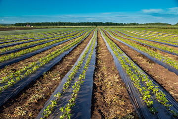 Strawberry plantation under mulch foil and with drip irrigation. Plants growing under black plastic...