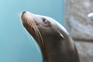 Naklejka premium Seal