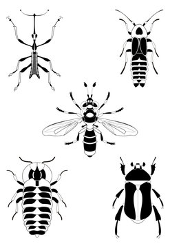 Decor insect illustration collection for design	