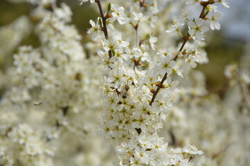 Rheinhessische Blüte im April 2021