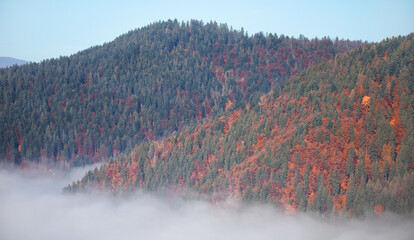 Alpine autumn deciduous forest above the clouds