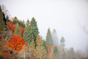 Alpine autumn deciduous forest above the clouds