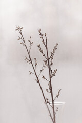 Fluffy pussy-willow branches in a transparent glass pitcher