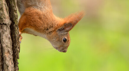 Red squirrel sitting on a tree, close-up.