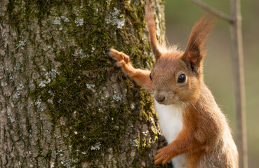 Naklejka na ściany i meble Red squirrel sitting on a tree, close-up.
