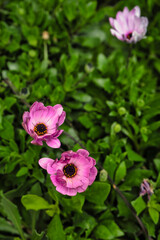 Gorgeous purple daisies in a lush garden.