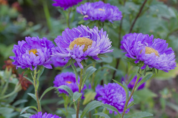 Violet asters blooming in garden. Large asters growing in flower bed.