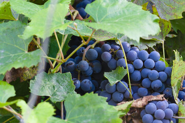 Fresh ripe delicious grapes in vineyard. Blue wine and green grape leaf background.
