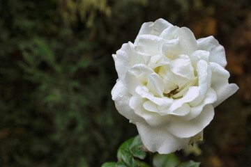 Beautiful white rose in a garden.