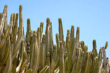 Succulents cacti on a background of blue sky.
