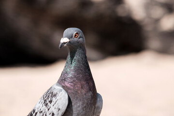 Close-up portrait of a dove.